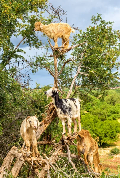 Las cabras pastan en un árbol de argán - Marruecos — Foto de Stock