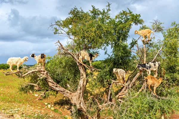 Las cabras pastan en un árbol de argán - Marruecos — Foto de Stock