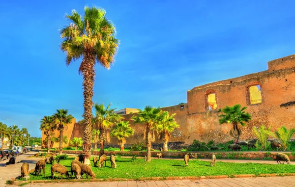 Azemmour Fas şehir surları, koyun sürüsü