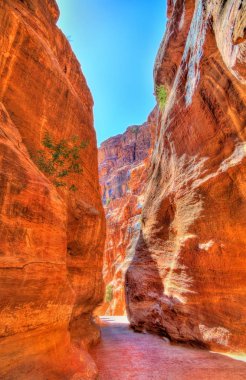 Petra Siq Kanyon'da içinde yol