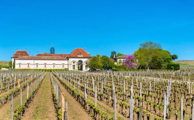 Üzüm bağları yakınındaki Saint Emilion, Fransa