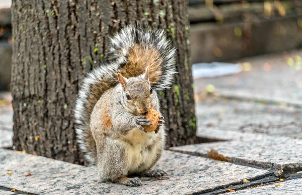 Écureuil gris de l'Est mange une noix sur Trinity Square à Toronto, Canada — Photo