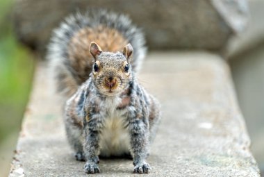Doğu gri sincap Montreal - Quebec, Kanada