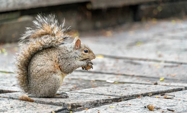 Östliches Grauhörnchen frisst eine Walnuss auf dem Dreifaltigkeitsplatz in toronto, Kanada — Stockfoto