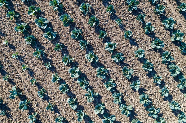 Zelí v poli v Alsasku, Francie — Stock fotografie
