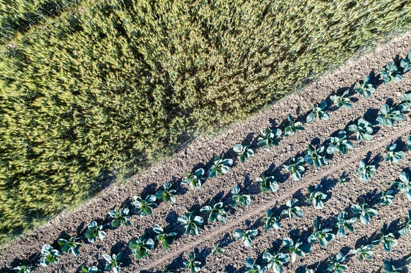 Repolho e trigo em um campo na Alsácia, França — Fotografia de Stock