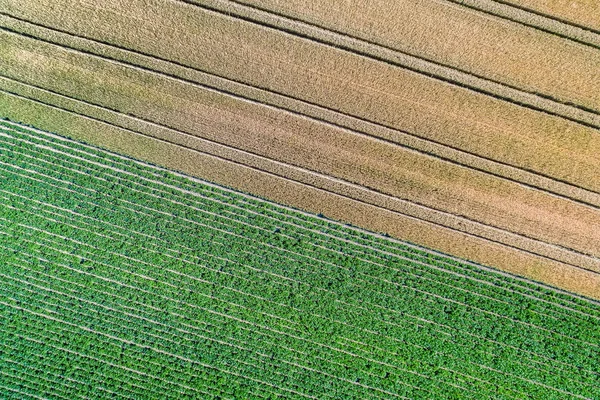 Batatas e trigo num campo no departamento francês do Baixo Reno — Fotografia de Stock