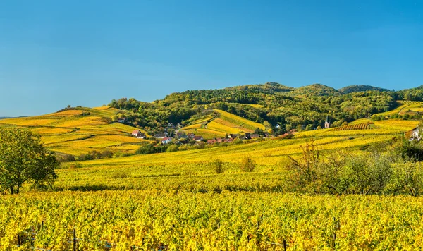 オー = ラン県 - アルザス、フランスの秋のブドウ畑 — ストック写真