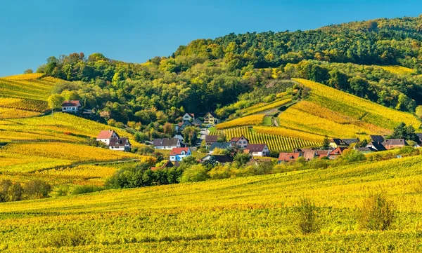 Haut-Rhin - Alsace, Fransa için sonbahar üzüm bağları