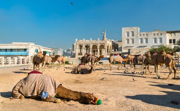 Kamel marknaden på Souq Waqif i Doha, Qatar — Stockfoto