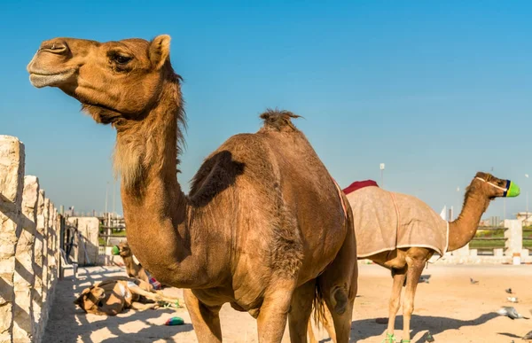 Mercado de camellos en Souq Waqif en Doha, Qatar — Foto de Stock