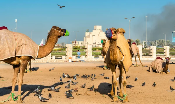 Souq Waqif Doha, Katar deve markette — Stok fotoğraf