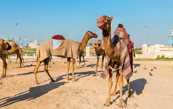 Mercado de camellos en Souq Waqif en Doha, Qatar — Foto de Stock