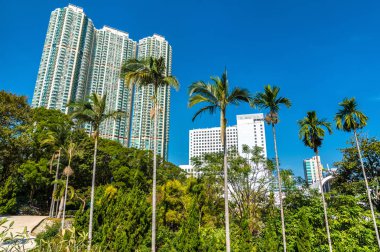 Palmiye ağaçları içinde Kowloon Park, Hong Kong