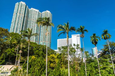 Palmiye ağaçları içinde Kowloon Park, Hong Kong