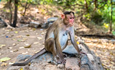 Kaporta makak Elephanta Adası yakınlarında Mumbai Hindistan