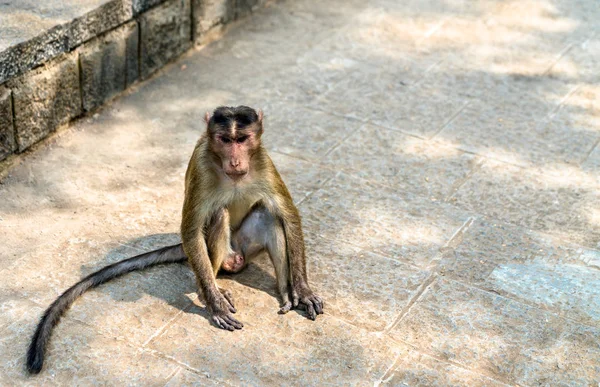 Macaco del capó en la isla Elephanta cerca de Mumbai en la India — Foto de Stock