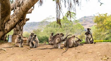 Gri langur maymunlar Hindistan mağaralarda Ellora
