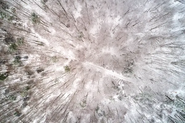 Vista superior de uma floresta nas Montanhas Vosges. Alsácia, França — Fotografia de Stock