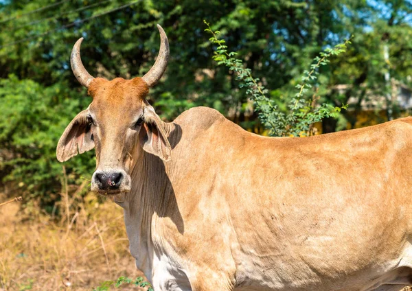 Vaca en el Parque Arqueológico Champaner-Pavagadh - Gujarat, India — Foto de Stock