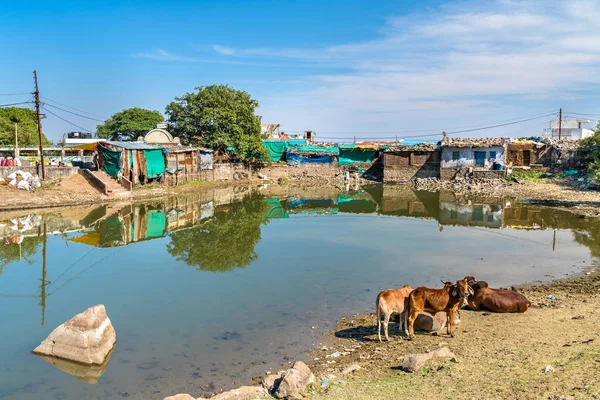 Vacas en el lago Chhashiyu - Pavagadh Hill en Gujarat, India —  Fotos de Stock