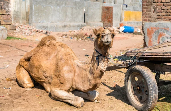 Dromedario con un carro esperando por trabajo. Patan, India — Foto de Stock