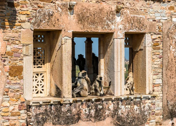 Oroszlánfejű makákó majmok romok Gora Berta palotájában Chittorgarh Fort - Rajasthan, India — Stock Fotó