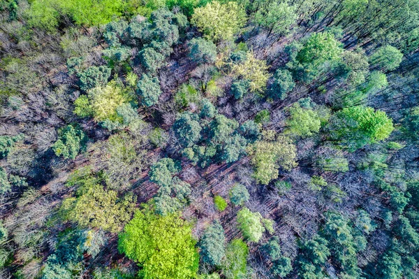 Vista aérea de árvores na Floresta Palatinada. Renânia-Palatinado, Alemanha — Fotografia de Stock