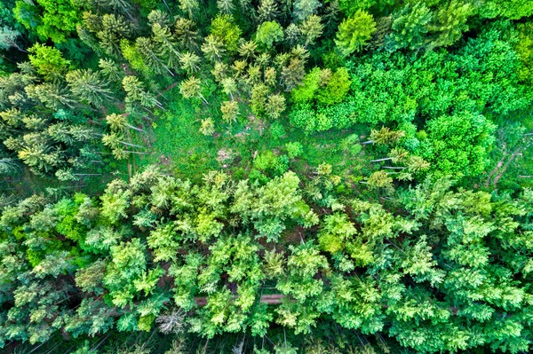 Vista aérea das árvores nas Montanhas Northen Vosges, França — Fotografia de Stock