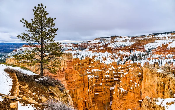 Bryce Canyon in winter — Stock Photo, Image