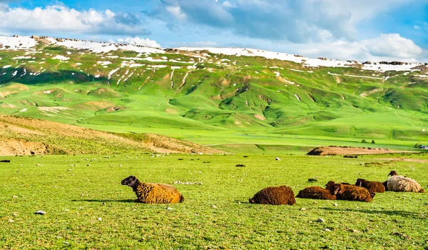 Rebaño de ovejas en las montañas del este de Turquía — Foto de Stock