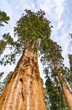 Sequoia Ulusal Parkı, Kaliforniya 'daki Dev Orman