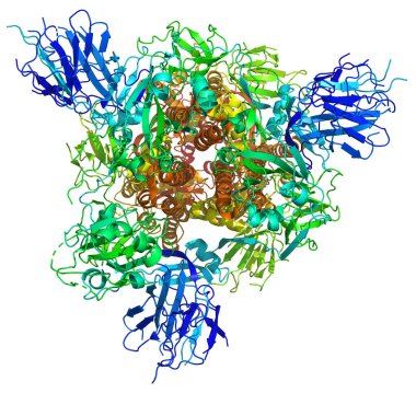2019-ncov Coronavirus kazığının 3 boyutlu yapısı, Covid-19 aşısına karşı bir hedef. Pdb 6vsb