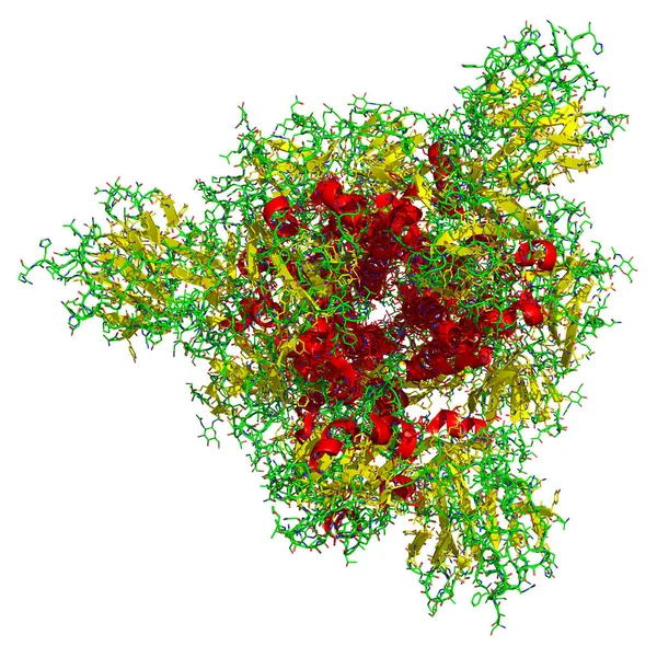 2019-ncovコロナウイルススパイクの3D構造は、 Covid-19ワクチンの標的となる。Pdb 6vsb — ストック写真