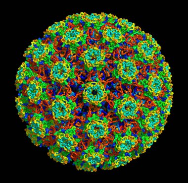 3D structure of Human papillomavirus type 16, associated with cancers. PDB 3J6R