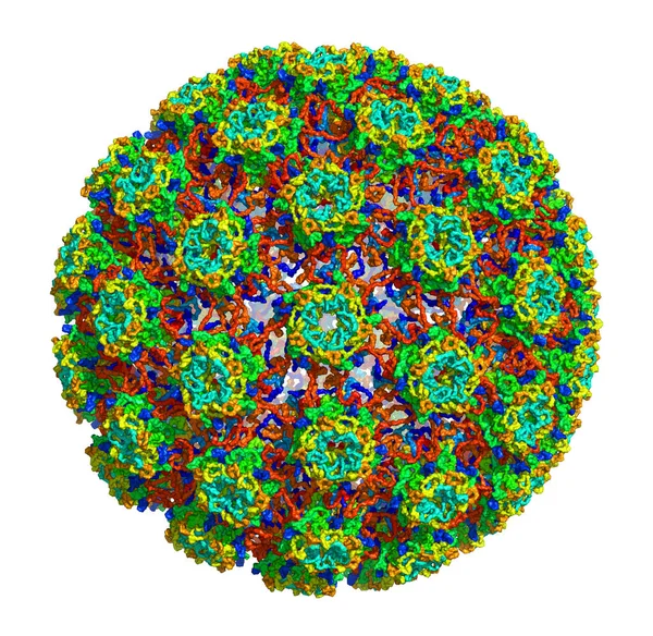 3D structure of Human papillomavirus type 16, associated with cancers. PDB 3J6R