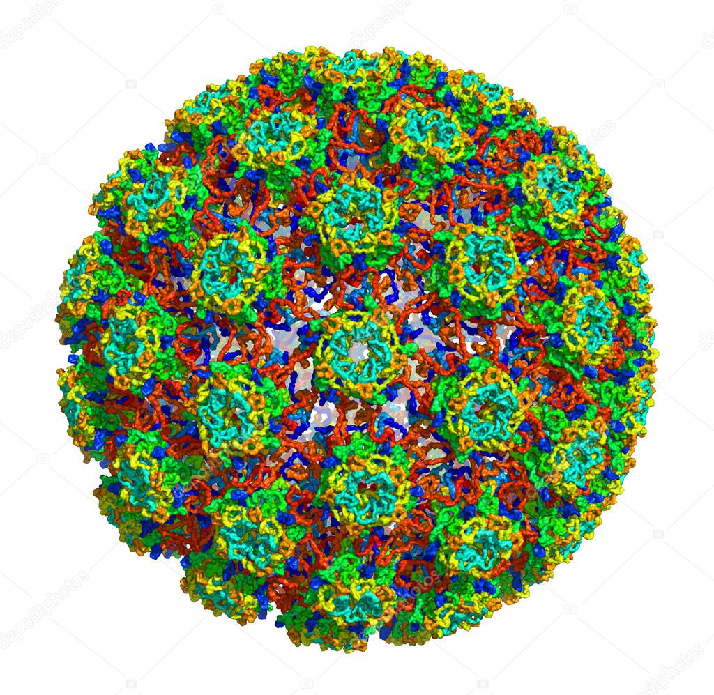 3D structure of Human papillomavirus type 16, associated with cancers. PDB 3J6R
