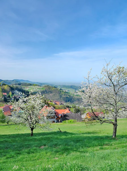 Primavera em Black Forest, Alemania — Fotografia de Stock