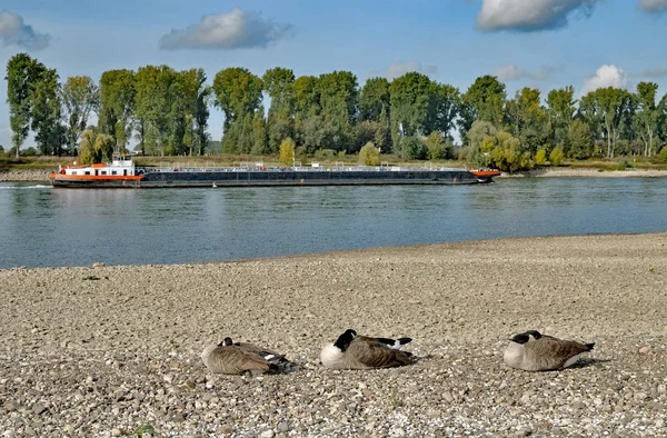 Αδρανής χήνα του Καναδά, Ρηνανία, στον ποταμό Ρήνο, Γερμανία — Φωτογραφία Αρχείου