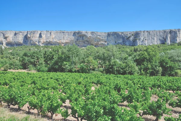 Weinberg in der Provence, Frankreich — Stockfoto