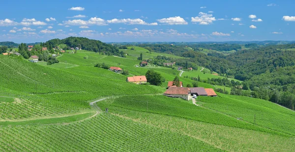 Vineyard peyzaj, styria, Avusturya — стокове фото