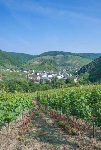 Mayschoss, Ahr Valley, Německo — Stock fotografie