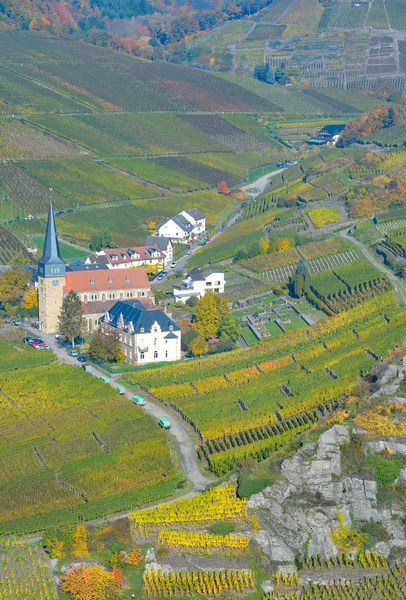 Colheita de Uvas em Ahr Valley, Alemanha — Fotografia de Stock