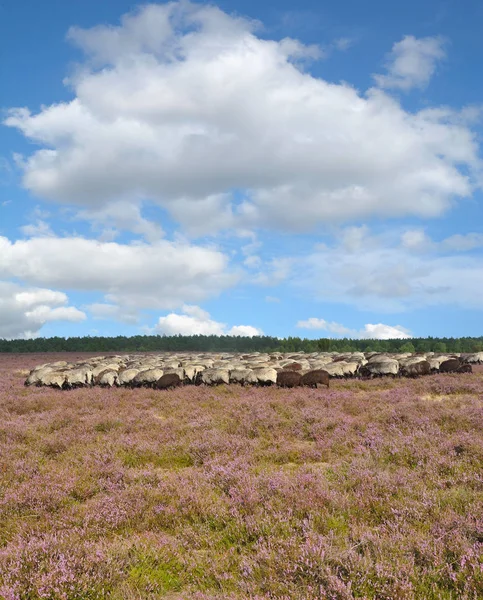 Ovčí Stádo Zvané Heidschnucke Lueneburger Heath Dolní Saxony Německo — Stock fotografie