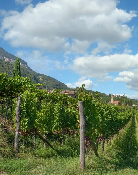 Zuid Tiroolse Wijnroute Bij Tramin Zuid Tirol Trentino Italië — Stockfoto