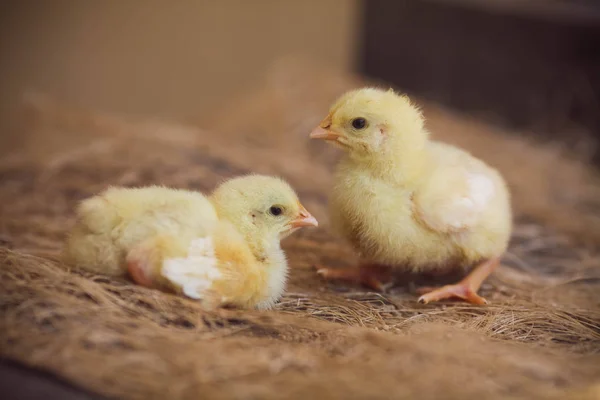 Two newborns small chicken.