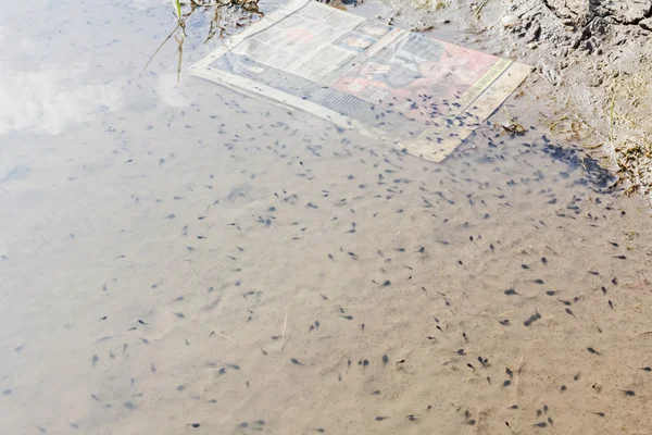 Los renacuajos nadan en un estanque poco profundo —  Fotos de Stock