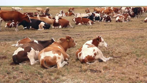 Les vaches se reposent dans une prairie — Video