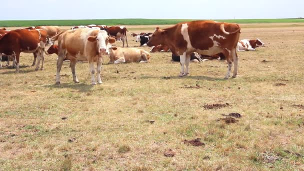 牛在草地上休息 — 图库视频影像