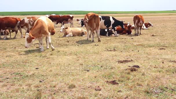 Køerne hviler sig på en eng – Stock-video